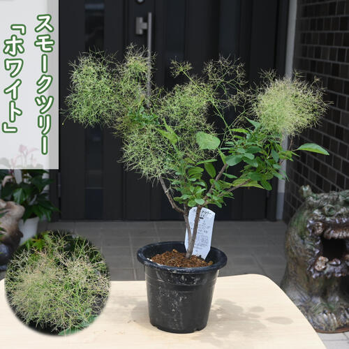 楽天市場】フェイジョア鉢植えフェイジョアアポロ 挿し木 しっかりと