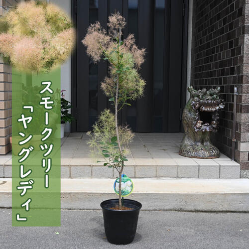 スモークツリー　ルブリフォリウス　8号寸　高さ鉢底から約110cm程度 決算！ポイント5倍！7/31まで】【数量限定】スモークツリー