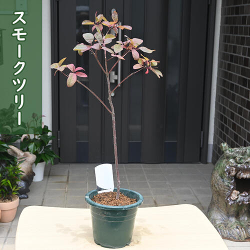 スモークツリー　クイン　テラコッタ鉢植え　苗　ケムリの木 スモークツリー クイン テラコッタ鉢植え 苗 ケムリの木