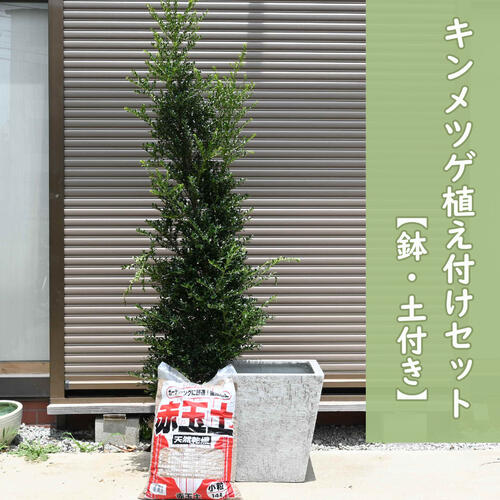 ２０２４年新製品すぐに植え付け可能　キンメツゲ植え付け3点セット 金芽ツゲ苗　寝巻　棒仕立て　きんめつげ アッシュグレー　鉢　四角型　ファイバーセメント 土　植物　花用 21,158円