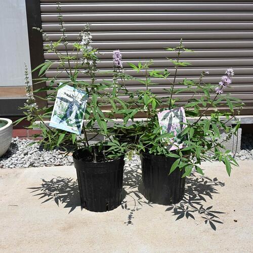 楽天市場】西洋ニンジンボク苗 青 セイヨウニンジンボク6号サイズ 高