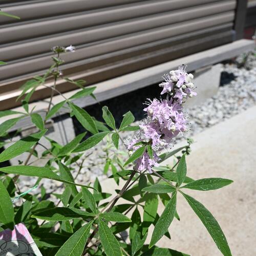 楽天市場】西洋ニンジンボク苗 青 セイヨウニンジンボク6号サイズ 高