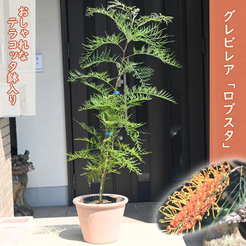 楽天市場】2024年NEW グレビレア ムーンライト テラコッタ鉢入り