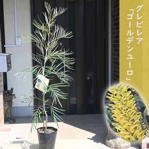 楽天市場】【現品・現物】グレビレア ハニーワンダー 10号 HW番