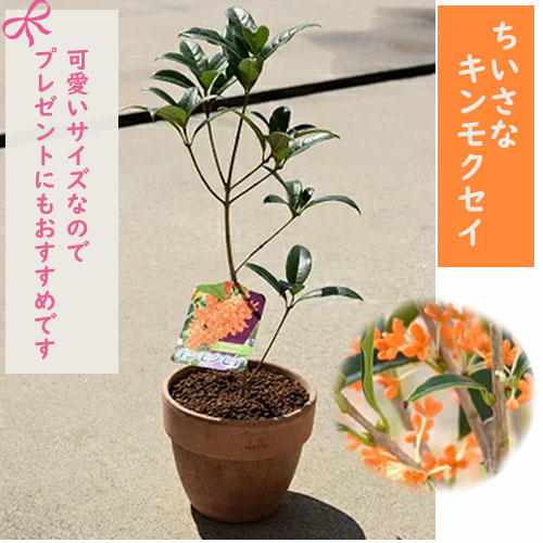 【希少】キンモクセイ／キンモクセイの約18分　自主制作　ミニアルバム 金木犀 ミニ缶 | 株式会社エウレカ
