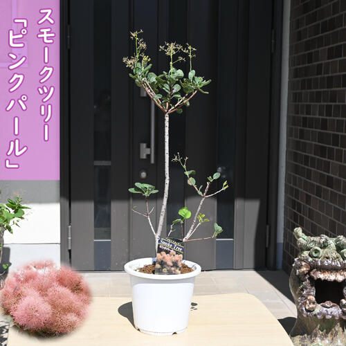 楽天市場】スモークツリー ピンクパール 鉢植え テラコッタ鉢