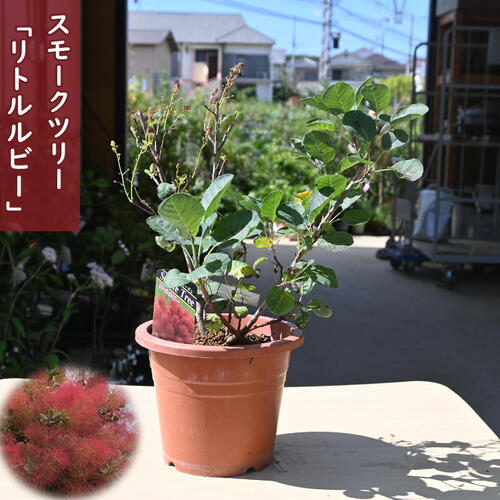 楽天市場】スモークツリー ピンクパール 鉢植え テラコッタ鉢