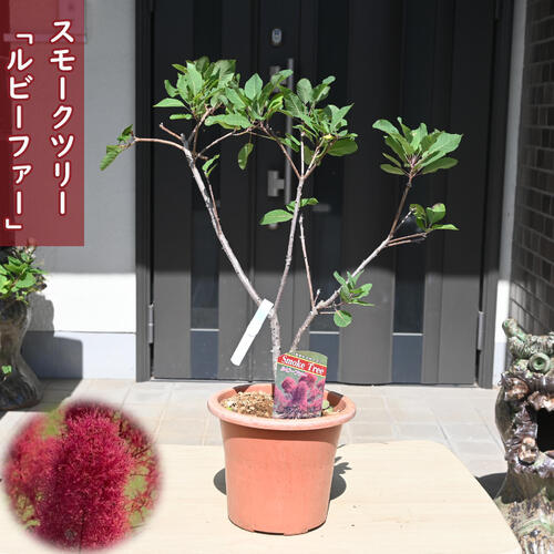 楽天市場】スモークツリー ピンクパール 鉢植え テラコッタ鉢