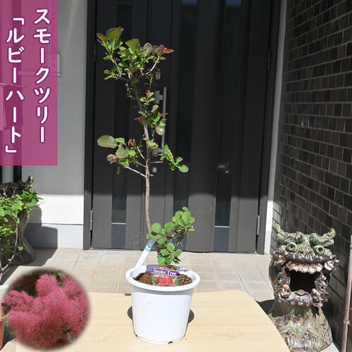 スモークツリー 苗木 ルビーハート ケムリノキ