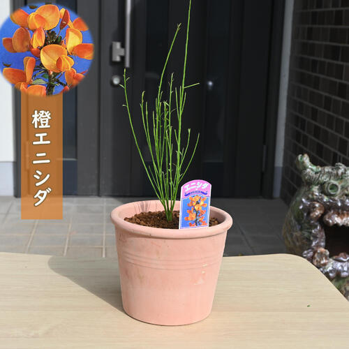 楽天市場】ロドレイヤ 鉢植え 竹下性 シャクナゲモドキ テラコッタ鉢