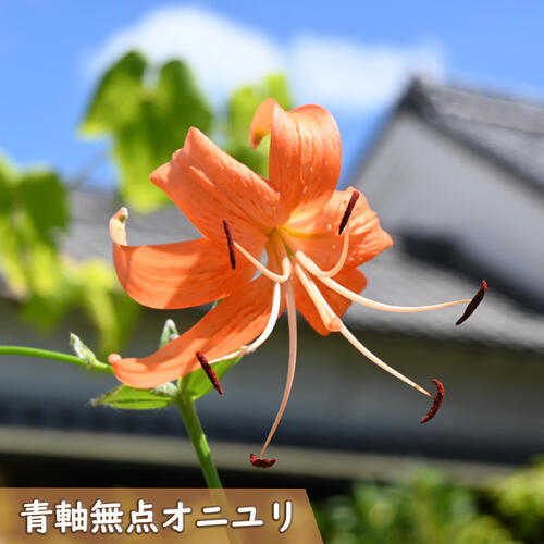 楽天市場】2025年7月開花中 青軸無点オニユリ ポット苗 山野草