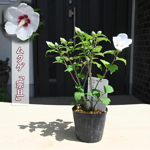 楽天市場】ヤマシャクヤク ポット苗 山芍薬山野草 茶花 準絶滅危惧種