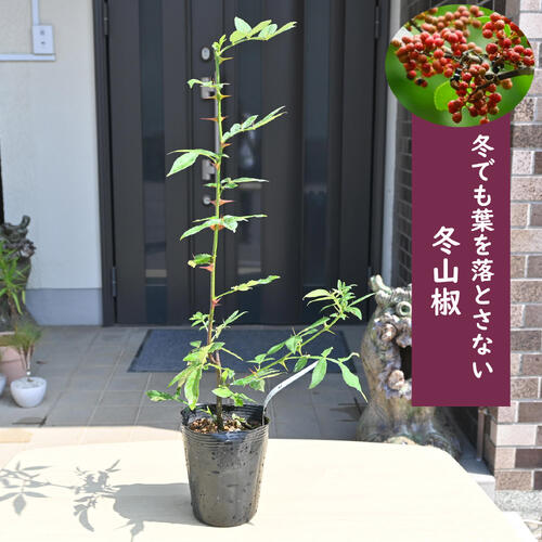 楽天市場】朝倉山椒 鉢植え スーパー朝倉山椒 実山椒 : 園芸百貨店