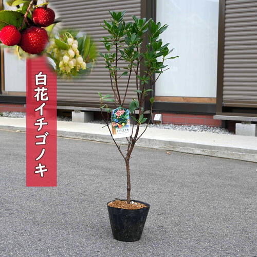 楽天市場】ヒメイチゴノキ（ストロベリーツリー） 【赤花】 ポット苗