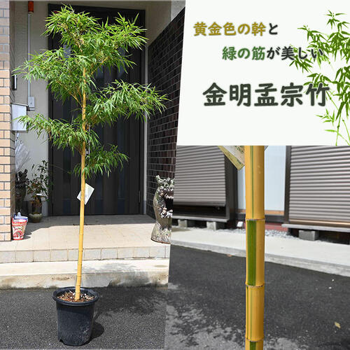 2026年6月から送りとどけるNEW 金明孟宗竹 キンメイモウソウチク