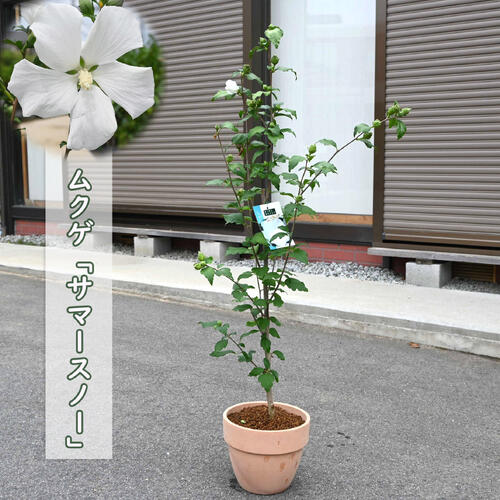 楽天市場】ロドレイヤ 鉢植え 竹下性 シャクナゲモドキ テラコッタ鉢