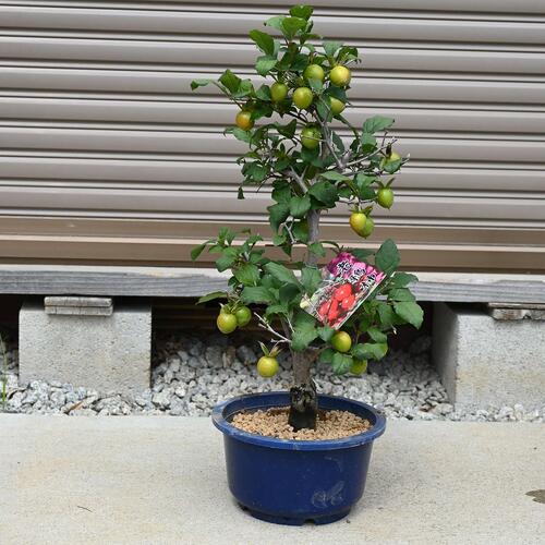 楽天市場】苗：ろうや柿 都の四季（都紅の四季成り品種） : 遊恵盆栽