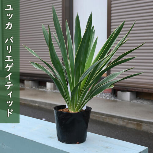 楽天市場】【3株セット】斑入ユッカ グロリオサ バリエガータ 苗木