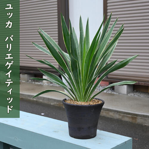 楽天市場】ユッカ アロイフォリア バリエガータ（斑入り） 5号ポット