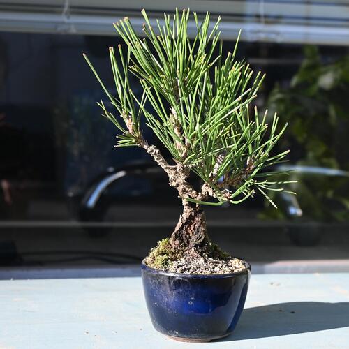 楽天市場】【送料無料】盆栽 小盆栽 松 錦松（にしきまつ）A 接ぎ木