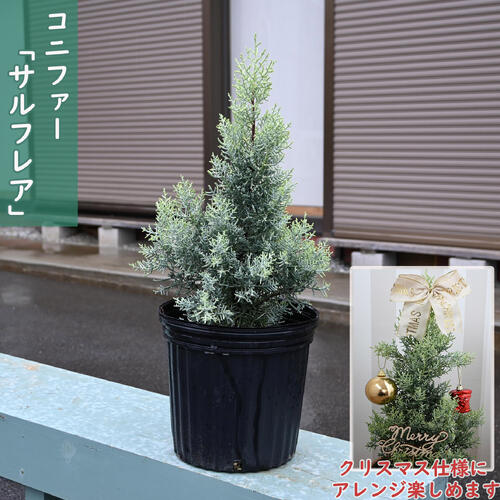 2025年NEW コニファー サルフレア 苗木 クリスマスの木 シンボルツリー鉢植えで育てもかわいいコニファーです
