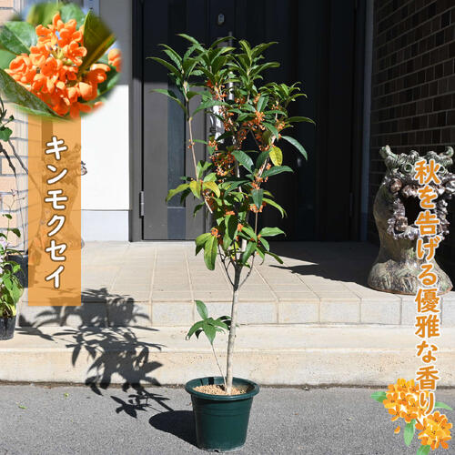 楽天市場】紅花キンモクセイ フレグランスレッド 苗木 樹高90cm : 千草園芸
