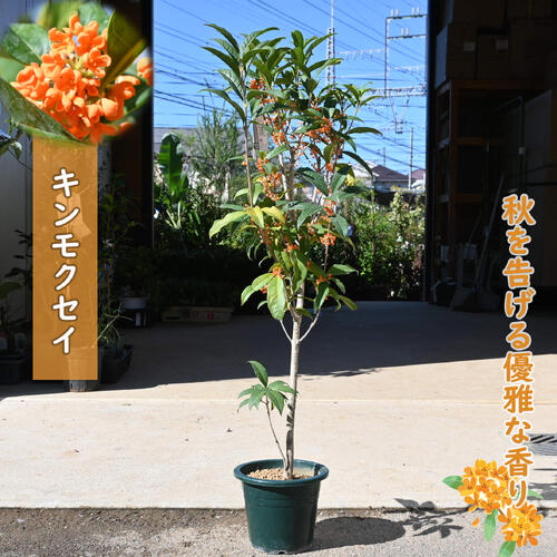 楽天市場】キンモクセイ 苗木7号 鉢植え 金木犀 きんもくせい 植木
