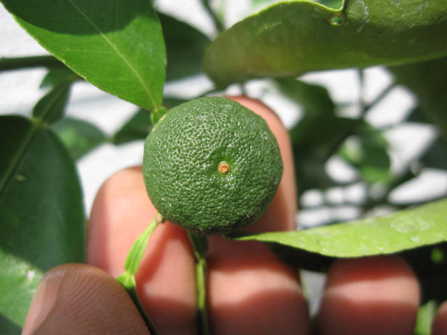 すだち鉢植え貨物輸送無料すだち 生り木鉢植え