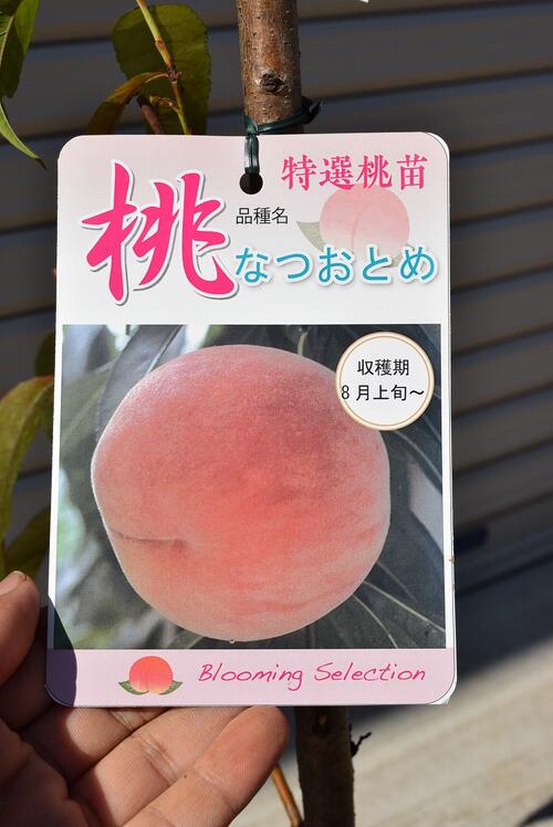 希少桃苗木…ひめこなつ