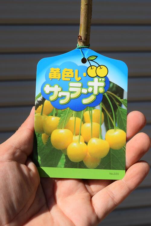 楽天市場】さくらんぼ 苗木 【黄色いサクランボ】 1年生 接木