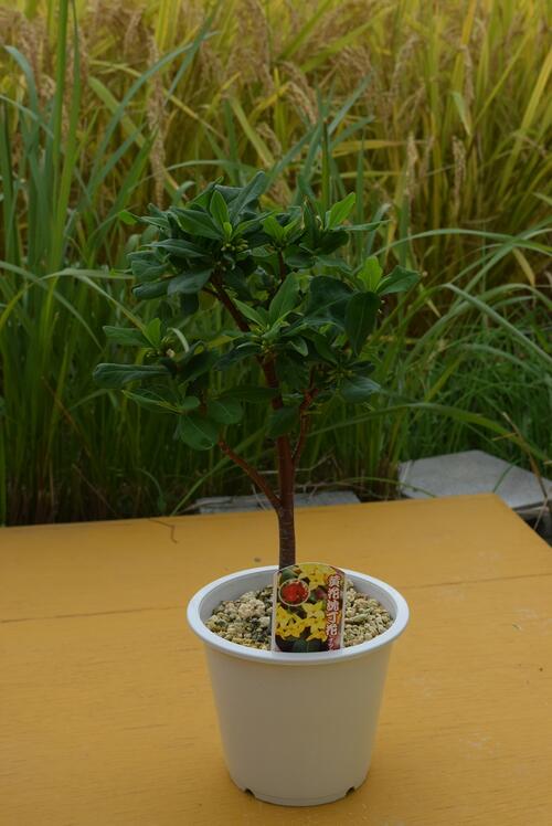 沈丁花苗 黄花花芽確認23年2月 3月に開花沈丁花紅花黄花沈丁花 ナツボウズ ジンチョウゲ 沈丁花の黄花