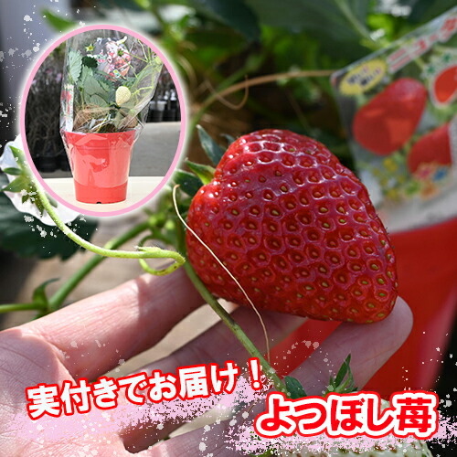 楽天市場】【期間限定特価】【新登場】ティーアース はちみつ苺