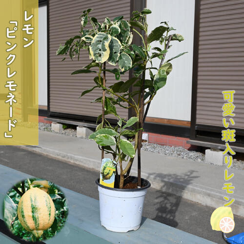 稀少なレモン レモン苗木 ピンクレモネード 班入りレモン プラ鉢入り 檸檬 果樹