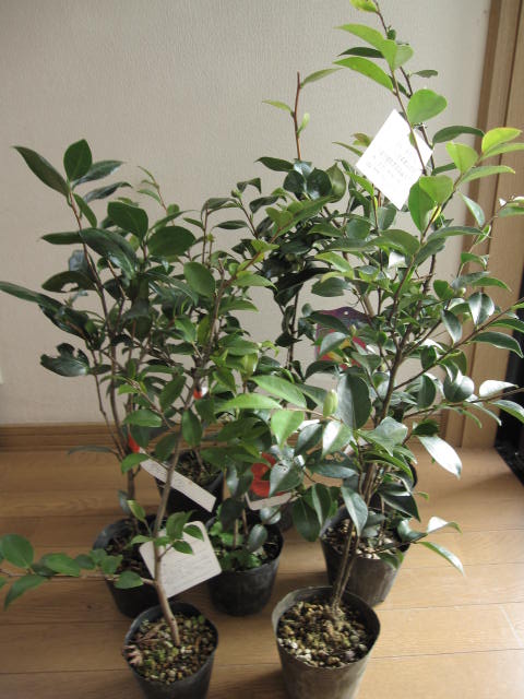 開花苗 【庭木】 【ツバキ】【椿】 お買い得ツバキ 10本セット 挿し木 送料無料|園芸百貨店何でも揃うこぼんさい