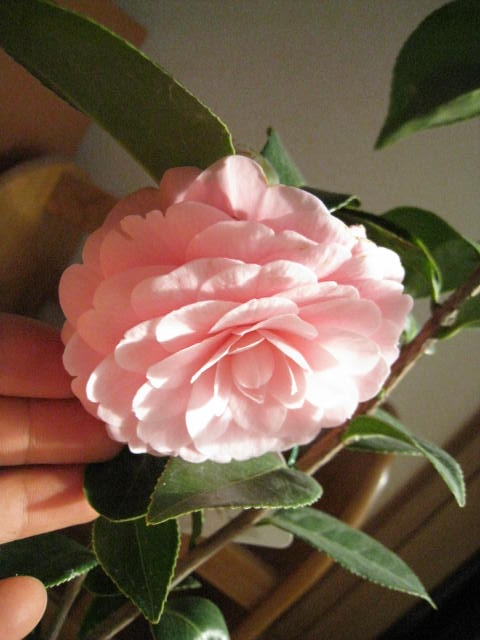 楽天市場】2026年3月～4月に開花おとめ椿【ツバキ】椿苗3種 乙女椿 紅