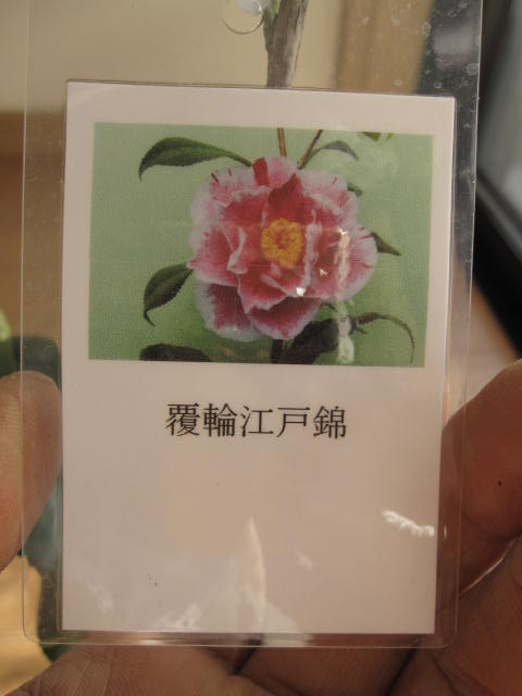 楽天市場 庭木 ツバキ 椿 覆輪江戸錦椿 園芸百貨店何でも揃うこぼんさい