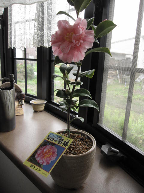 楽天市場】玉の浦椿 鉢植え 花鉢 玉之浦 ツバキ 椿 挿し木 : 園芸