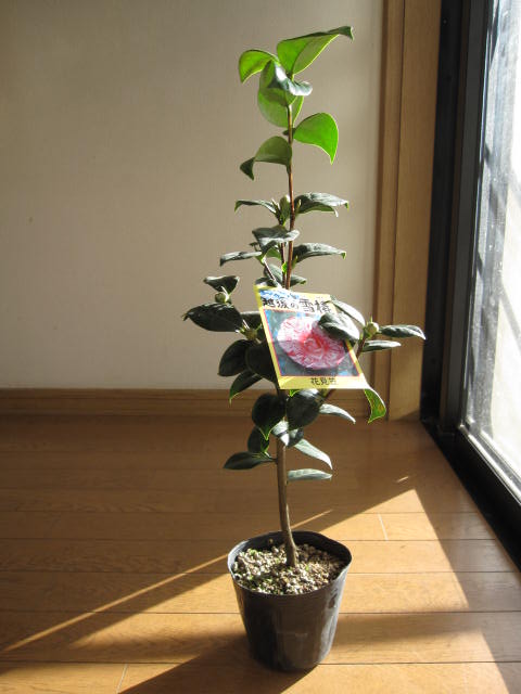 楽天市場】椿 苗 花木庭木 【外国ツバキ】【椿】 ベティーズ