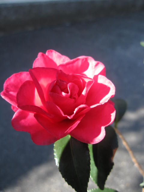 2025年開花するサザンカ苗 とても紅色の綺麗な八重 昭和の光サザンカ 山茶花サザンカ苗 花は紅色の八重咲