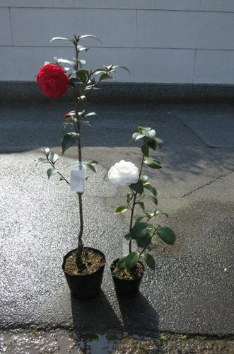 紅と白 八重咲ツバキ