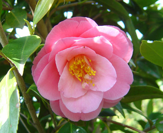 楽天市場】【現品発送】ベトナムツバキ ハイドゥン 白花 7号鉢植え