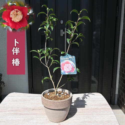 楽天市場】椿鉢植え 【鉢植えつばき】 【ツバキ鉢植え】古典椿