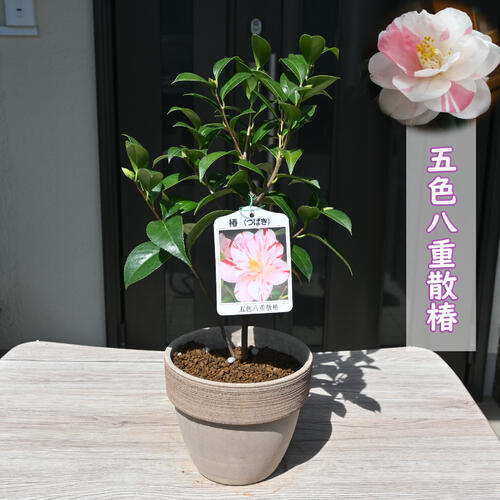 楽天市場】2026年3月～4月開花 椿 五色八重散 苗木 八重咲き 咲き分け
