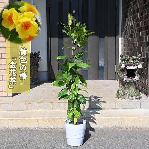 楽天市場】2026開花 黄色い椿 金花茶 鉢植え 花鉢 ツバキ 椿 イエロー