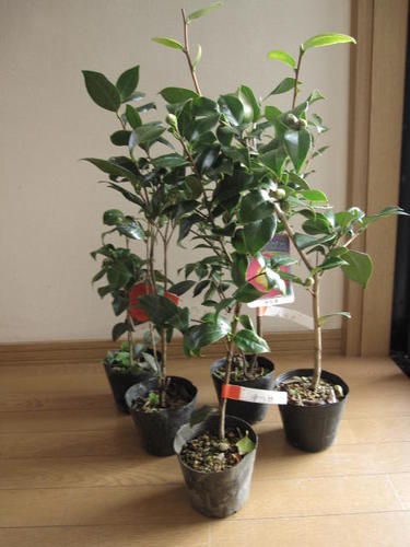 2026年開花苗２月～３月開花苗 【庭木苗】 【ツバキ苗木】 椿苗 お買い得　5本セット　挿し木