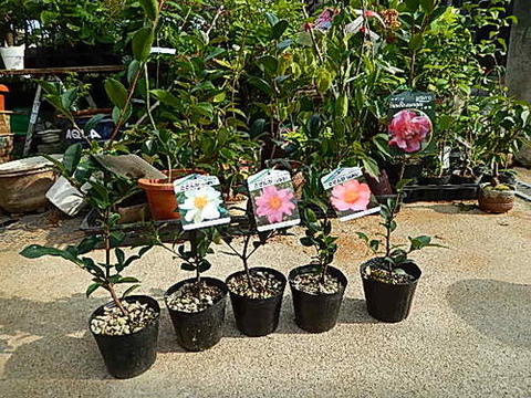 楽天市場】2024年花芽あり サザンカ 丁字車 鉢植え 山茶花 花鉢 ちょう