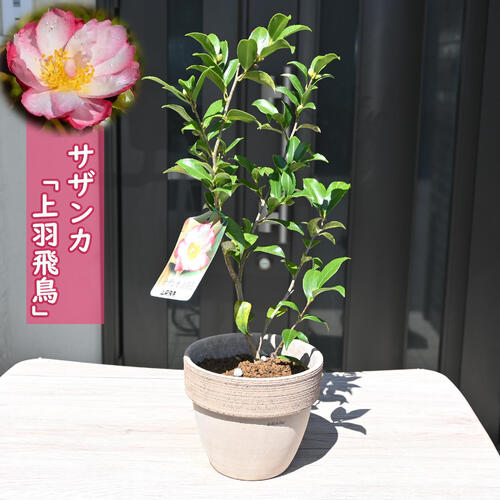 山茶花　×2鉢 楽天市場】2024年花芽あり サザンカ 丁字車 鉢植え 山茶花 花鉢 ちょう