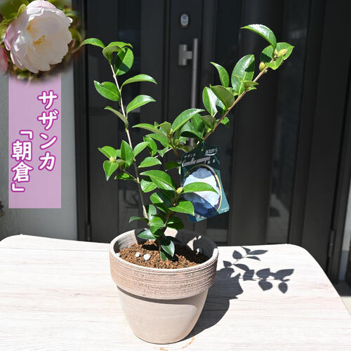 楽天市場】2024年花芽あり サザンカ 丁字車 鉢植え 山茶花 花鉢 ちょう