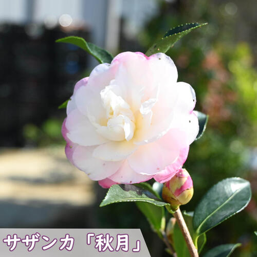 山茶花　×2鉢 清水焼 菓子鉢 山茶花 平安 高峰作 金縁 透かし彫 昭和レトロ ヴィンテージ