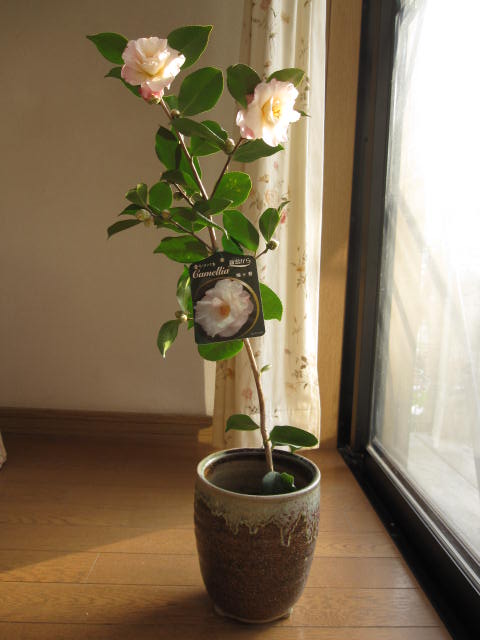 楽天市場 鉢植え ツバキ 古典椿 梅ヶ香椿 花に香りのある椿です 園芸百貨店何でも揃うこぼんさい 楽天市場 鉢植え ツバキ 古典椿 梅ヶ香椿 花に香りのある椿です 園芸百貨店何でも揃うこぼんさい